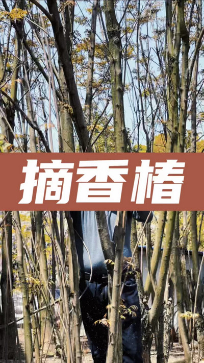 香椿雞蛋有，就缺二兩酒！