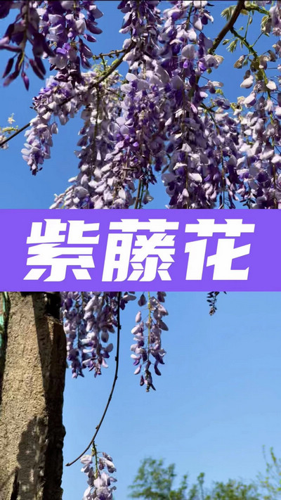 春有約，花不誤，陌上紫藤香如故。